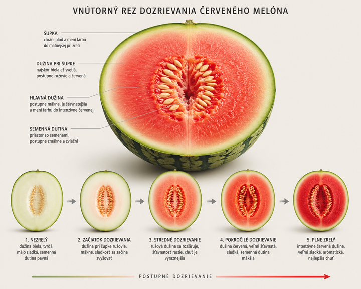 cerveny melon zrenie